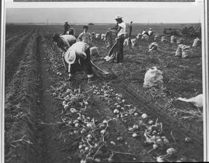 Primary view of object titled '[Harvesting Potatoes]'.