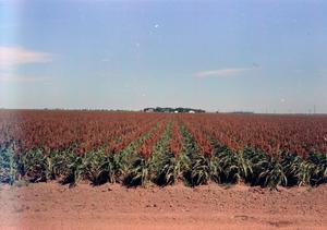 Primary view of object titled '[Milo, Grain, and Sorghum Fields]'.