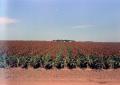 Thumbnail image of item number 1 in: '[Milo, Grain, and Sorghum Fields]'.