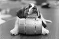 Photograph: [St. Bernard Pup Sleeps on Barrel]
