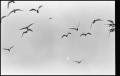 Photograph: [Group of Seagulls in Flight]