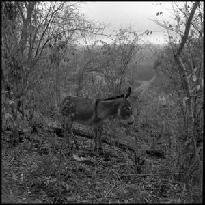 [Donkey in the Woods]