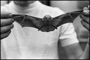 [Photo of Bats Wings Extended]