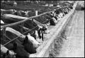 Photograph: [Row of Cows]