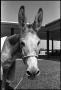 Photograph: [Democratic Donkey]