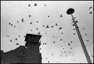 Primary view of object titled '[Birds Above the Wichita Falls Train Depot]'.