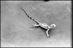 [Photograph of Lizard]