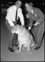 Photograph: [Charles Hipp Poses With His Leashed Lion]