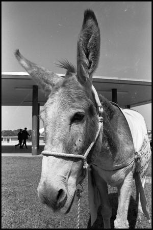 [Donkey at Democratic Convention]