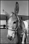 Photograph: [Donkey at Democratic Convention]
