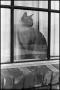 Photograph: [Cat Sits in Window]