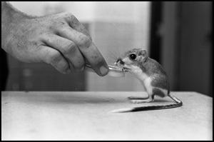 [Man Feeds Mouse]