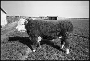 Primary view of object titled '[Tom Medders Sr.'s Prized Hereford Bull]'.
