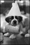 Photograph: [St. Bernard Pup With Cone Hat]