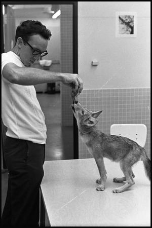 [Man Hand Feeds His Coyote]
