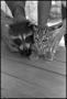 Photograph: [Raccoon and Bobcat Pose Together]