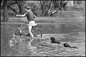 [Dogs Swim After Boy in Flood Water]