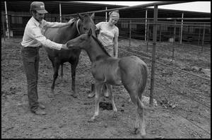 [Couple Petting a Horse and Foal]