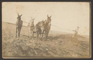 [Postcard of Onie Martin & Horses]