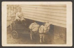 [Postcard of a Small Child on a Goat Drawn Cart]