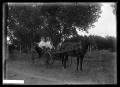 Photograph: [Three People in Buggy]