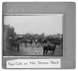 Fine Colts on the Stevens' Ranch