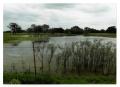Photograph: [Grass Pond]