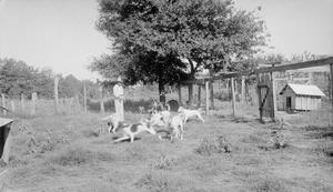 [Dogs Running in a Fenced-In Field]