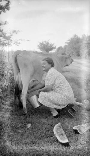 [Woman Milking a Cow]