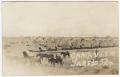 Photograph: [Army tents and mules at Fort McIntosh, Laredo, Texas]