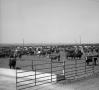 Photograph: [Cattle Pens at the Pitman-Easley Feedyard]