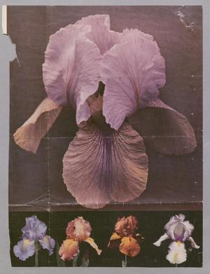 Primary view of object titled '[Clipping: Five Flowers and a Yellow Bedroom]'.