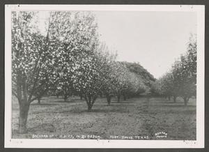 Primary view of object titled '[C. H. Bird's Apple Orchard in Bloom]'.