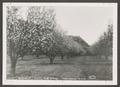 Thumbnail image of item number 1 in: '[C. H. Bird's Apple Orchard in Bloom]'.