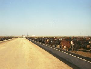 Primary view of object titled '[Cattle on Feed]'.