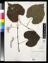 Specimen: [Herbarium Sheet: Vitis cordifolia Lam. #241]