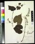 Specimen: [Herbarium Sheet: Vitis cordifolia Lam. #245]