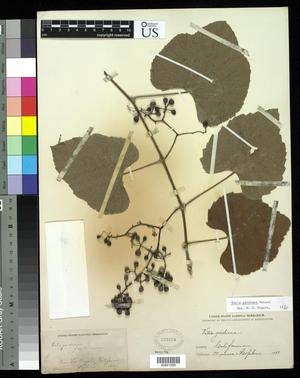 Primary view of object titled '[Herbarium Sheet: Vitis girdiana Munson #250]'.