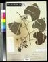 Thumbnail image of item number 1 in: '[Herbarium Sheet: Vitis girdiana Munson #250]'.