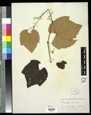 Primary view of object titled '[Herbarium Sheet: Vitis labrusca L. #251]'.