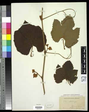 [Herbarium Sheet: Vitis ofaldingii #252]