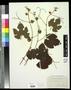 Primary view of [Herbarium Sheet: Vitis ofaldingii #255]