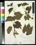 Thumbnail image of item number 1 in: '[Herbarium Sheet: Vitis solonis, #259]'.