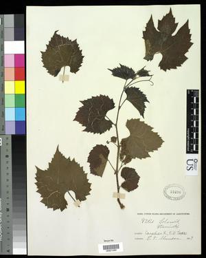 [Herbarium Sheet: Vitis solonis #260]