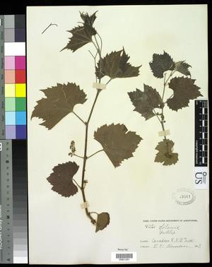 [Herbarium Sheet: Vitis solonis #261]