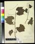 Thumbnail image of item number 1 in: '[Herbarium Sheet: Vitis solonis, #262]'.
