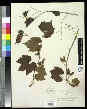 [Herbarium Sheet: Vitis solonis, #263]