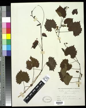 [Herbarium Sheet: Vitis rotundifolia #270]