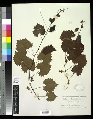 [Herbarium Sheet: Vitis rotundifolia, #271]
