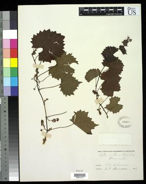 Primary view of object titled '[Herbarium Sheet: Vitis rotundifolia, #272]'.